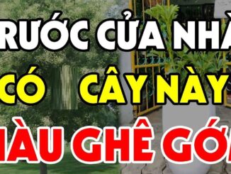 4 loại cây trồng trước cửa hứng lộc, 3 cây trồng sau nhà trấn giữ của cải, là những cây nào?