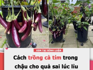 Cách trồng cà tím trong chậu cho quả sai lúc lỉu, ăn mãi không xuể