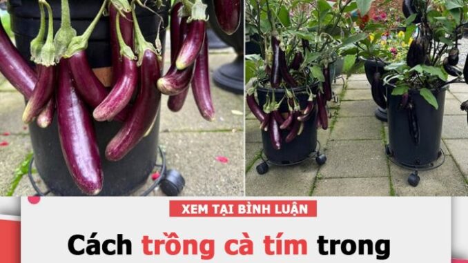 Cách trồng cà tím trong chậu cho quả sai lúc lỉu, ăn mãi không xuể