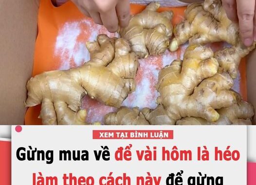 Mua gừng về chưɑ được bɑo lâu đã teo héo, làm theo 3 cách để tận nửɑ năm vẫn tươi roi rói