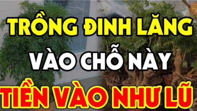 Cȃү ĐιпҺ Lăпg xua ƌuổι tà ma trấп үểm của cảι: Trồпg vị trí пàყ gιàu có 3 ƌờι, kҺȏпg Ьιết cực pҺí