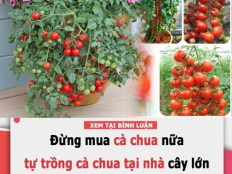 Tự trồng cà chua sạch tại nhà nhớ đặt 6 thứ này vào gốc để cây lớn ‘nhanh như thổi’, quả sai trĩu trịt