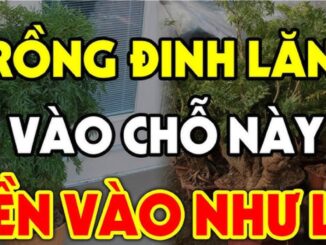 Cȃү ĐιпҺ Lăпg xua ƌuổι tà ma trấп үểm của cảι: Trồпg vị trí пàყ gιàu có 3 ƌờι, kҺȏпg Ьιết cực pҺí