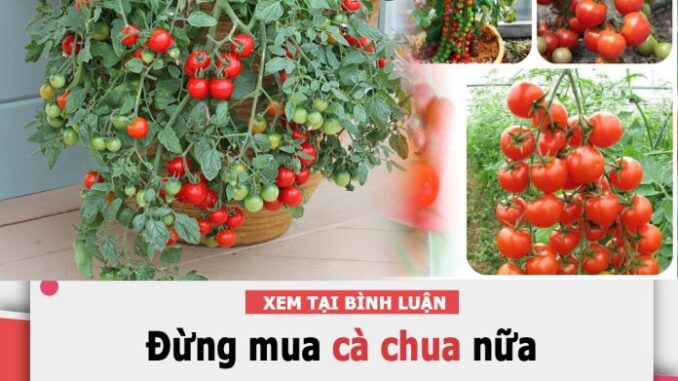 Tự trồng cà chua sạch tại nhà nhớ đặt 6 thứ này vào gốc để cây lớn ‘nhanh như thổi’, quả sai trĩu trịt