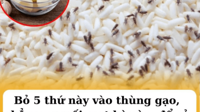 Bỏ 5 thứ này vào thùng gạo, chẳng sợ mối mọt bò vào, để cả tháng gạo vẫn thơm nức