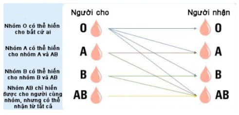 Nếu mang trong người nhóm máu O, bạn nhất định phải biết điều này để giữ lấy m:ạng s:ống của mình