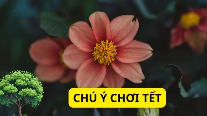 Cuối năm mua cây cảnh chơi Tết tuyệt đối tránh 5 loại cây này kẻo năm mới xui rủi, tài lộc bay đi