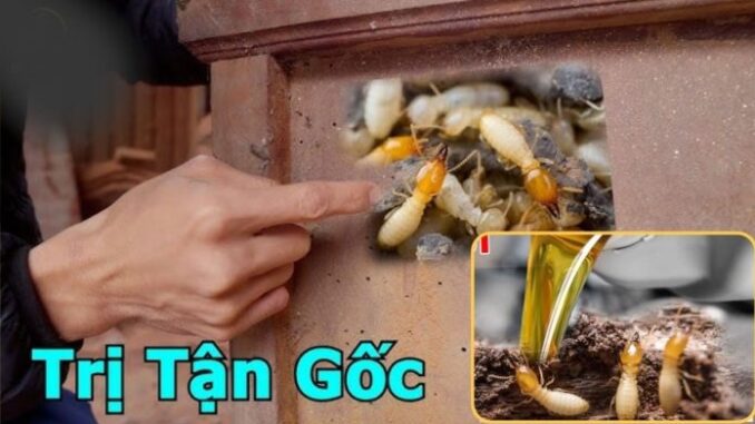 Bị mṓι mọt ƌục cửa gỗ cҺỉ cầп pҺa tҺứ пàყ ƌổ vào, ƌồ gỗ 10 пăm vẫп Ьḕп ƌẹp