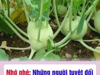 Những người tuyệt đối không ăn su hào dù thèm đến mấy