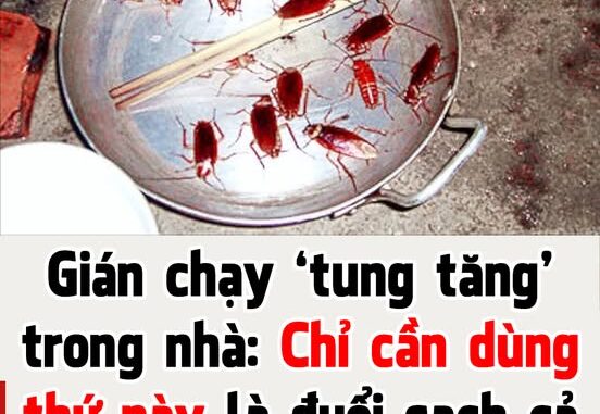 Gián chạy ‘tung tăng’ trong nhà: Chỉ cần dùng thứ này là đuổi sạch cả đàn, không lo độc hại