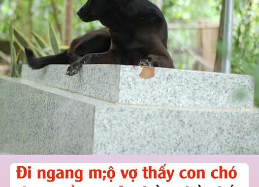 Đi ngang mộ vợ thấy con chó đang nằm ngủ, chồng liền bắt nó làm thịt nhậu, không ngờ ngay đêm đó…