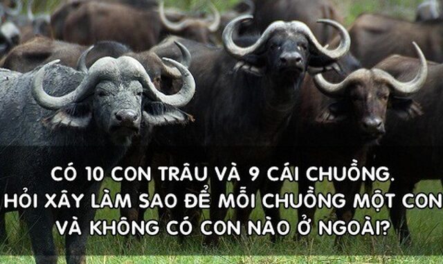 Làm sao để nhốt đều 10 con trâu vào 9 cái chuồng? Đáp án đơn giản đến không ngờ nhưng chưa chắc bạn đã nghĩ ra