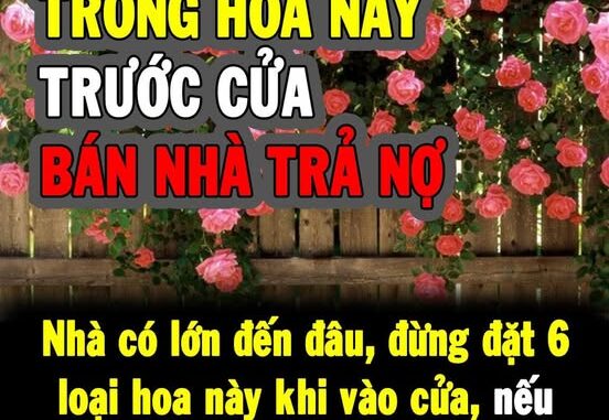 Nhà có lớn đến đâu, đừng đặt 6 loại hoa này khi vào cửa, nếu thấy ‘tai họa, nhiều người không giàu được’, hãy cẩn thận tránh xa