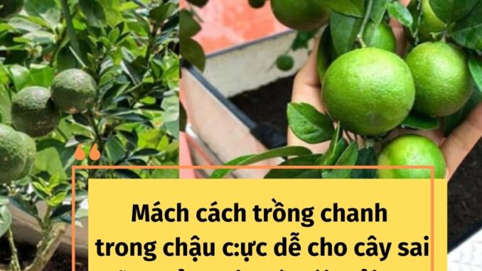 Mách cách trồng Chanh trong chậu c:ực dễ cho cây sai trĩu quả, mọi nhà hái mỏi tay