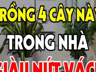 Tết Tý 2025: Đặt 6 loại cây phong thủy này trong phòng khách, cả năm sẽ may mắn, thịnh vượng, tài lộc vô biên