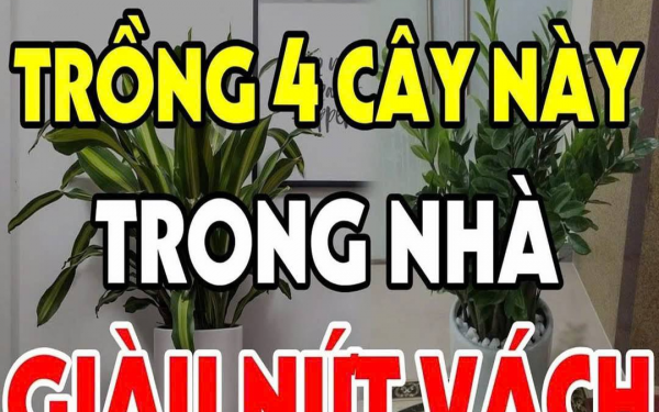 Tết Tý 2025: Đặt 6 loại cây phong thủy này trong phòng khách, cả năm sẽ may mắn, thịnh vượng, tài lộc vô biên