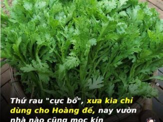 Thứ rau “cự c bổ”, xưa kia chỉ dùng cho Hoàng đế, nay vườn nhà nào cũng mọc kín