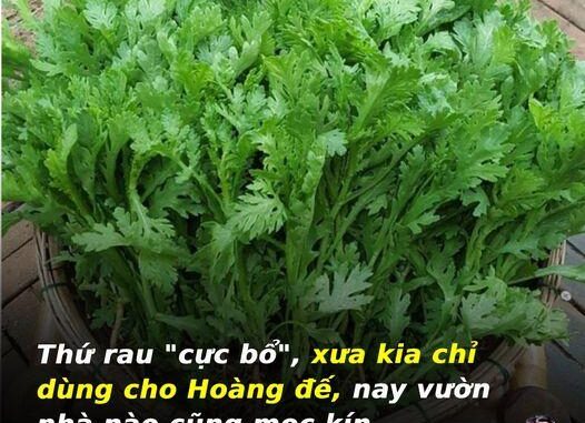 Thứ rau “cự c bổ”, xưa kia chỉ dùng cho Hoàng đế, nay vườn nhà nào cũng mọc kín