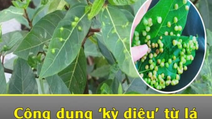 Công dụng ‘kỳ diệu’ từ lá sung: Cây thuốc quý ngay trong vườn nhà bạn