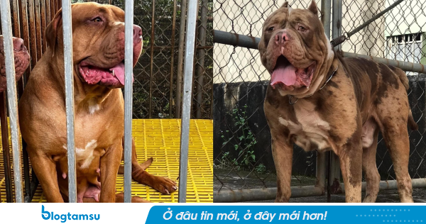 Chó pitbull “đoạt mạng” chủ, hiện trường tìm thấy thương tâm: Thi thể không còn nguyên vẹn