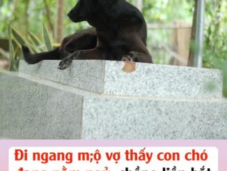 Đi ngang mộ vợ thấy con chó đang nằm ngủ, chồng liền bắt nó làm thịt nhậu, không ngờ ngay đêm đó…