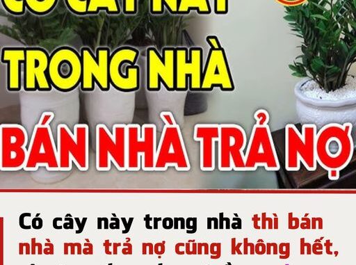 Có 3 cây này trong nhà thì bán nhà mà trả nợ cũng không hết, ai cũng đua nhau trồng, càng ngày chỉ càng nghèo thêm