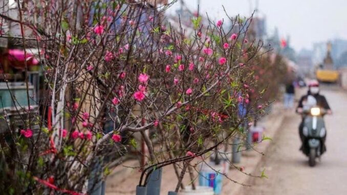 Dự báo thời tiết Tết Nguyên đán khiến nhiều người Miền Bắc ngao ngán