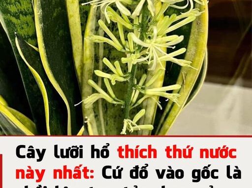 Cây lưỡi hổ thích thứ nước này nhất: Cứ đổ vào gốc là chồi lên tua tủa, hoa nở từng chùm lớn