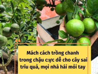 Mách cách trồng Chanh trong chậu c:ực dễ cho cây sai trĩu quả, mọi nhà hái mỏi tay